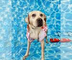 Small #1 Labrador Retriever Mix