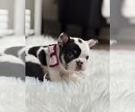 Small #6 French Bulldog