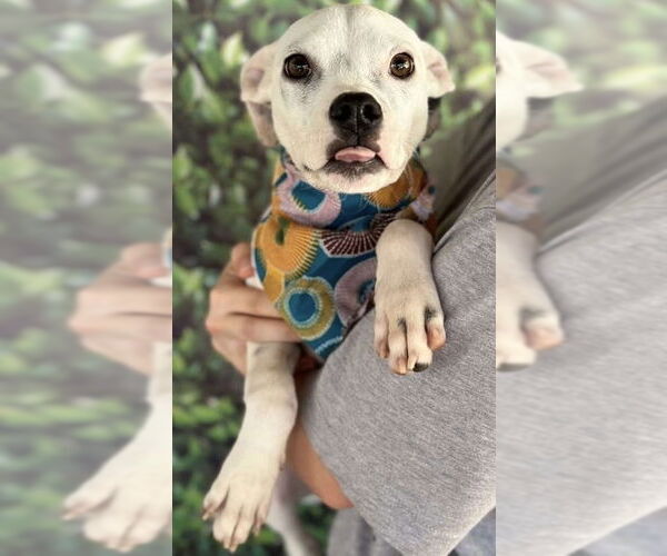 Medium Photo #7 Boston Terrier-Unknown Mix Puppy For Sale in New York, NY, USA