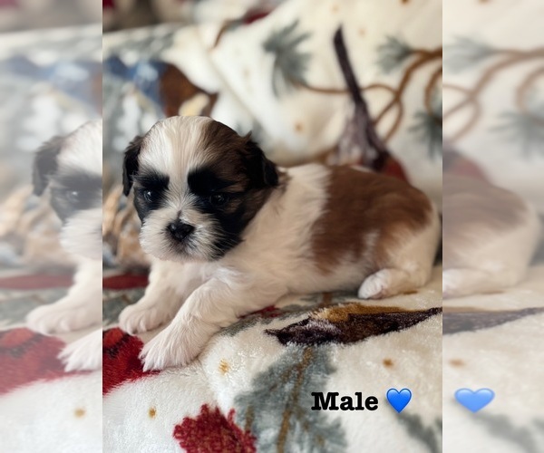 Medium Photo #7 Shih Tzu Puppy For Sale in OUTLOOK, WA, USA