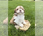 Small #3 Shih Tzu