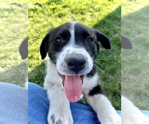 Border Collie-Great Pyrenees Mix Dogs for adoption in Estherville, IA, USA