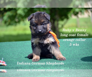 German Shepherd Dog Puppy for sale in CHRISNEY, IN, USA