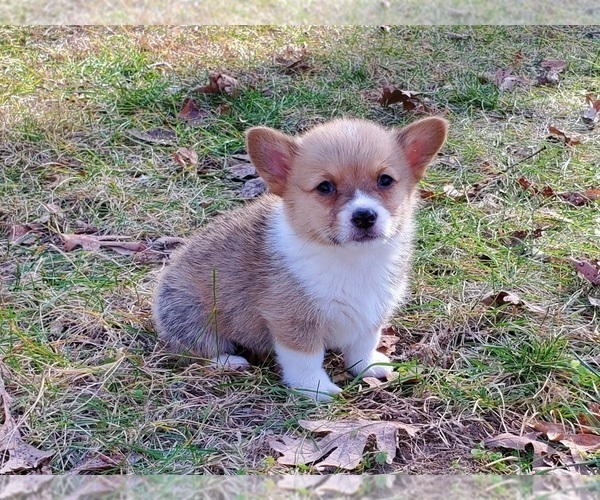 Medium Photo #4 Pembroke Welsh Corgi Puppy For Sale in CLARK, MO, USA