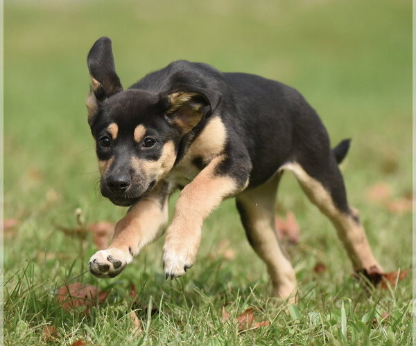 Medium Photo #7 Australian Shepherd-Unknown Mix Puppy For Sale in Mechanicsburg, PA, USA