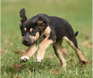 Twinkle - Female Australian Shepherd-Unknown Mix Dog for Adoption - Photo #7