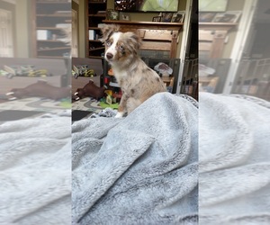 Miniature Australian Shepherd Puppy for sale in FAIRMOUNT, GA, USA