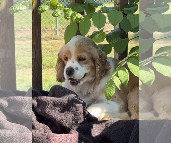 Medium Photo #1 Cocker Spaniel Puppy For Sale in Sioux Falls, SD, USA