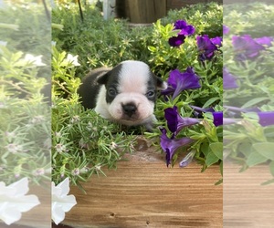 Boston Terrier Puppy for sale in FREDONIA, KS, USA