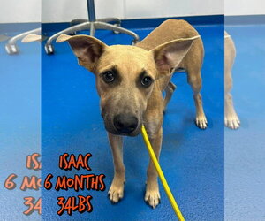 Mutt Dogs for adoption in Woodbury, NY, USA