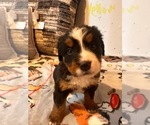 Puppy Amelia Bernese Mountain Dog