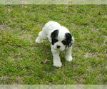 Small Photo #5 Cocker Spaniel Puppy For Sale in BEECH ISLAND, SC, USA