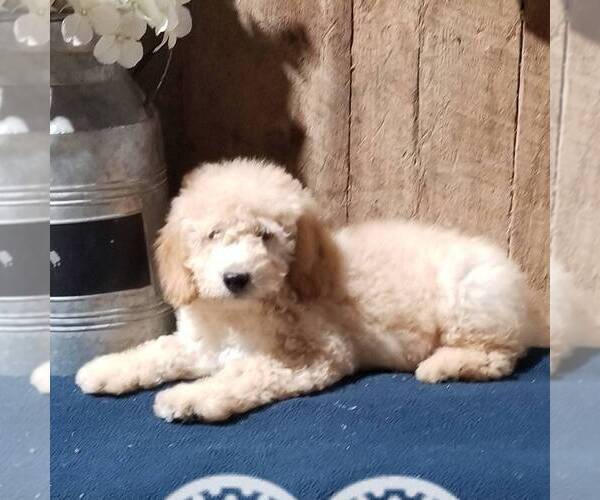 Medium Photo #1 Goldendoodle-Poodle (Miniature) Mix Puppy For Sale in ARTHUR, IL, USA