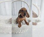 Small Photo #11 Dachshund Puppy For Sale in GREENWOOD, WI, USA