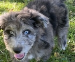 Small Photo #3 Aussiedoodle Puppy For Sale in GRANGER, IN, USA