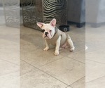 Small #1 French Bulldog