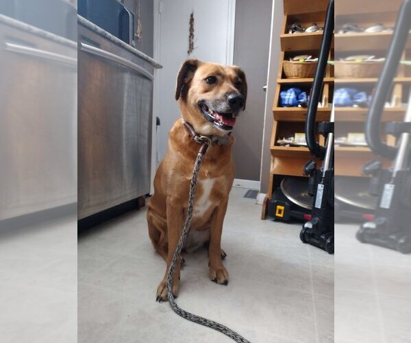 Medium Photo #9 Mutt Puppy For Sale in Boston, MA, USA