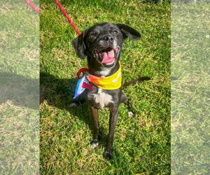 Scamp - Male Puggle Dog for Adoption - Photo #3