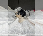 Small Photo #6 Australian Shepherd Puppy For Sale in MERIDIANVILLE, AL, USA