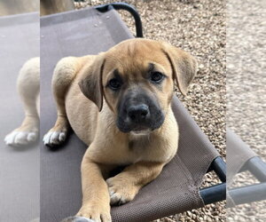 Great Pyrenees-Mastiff Mix Dogs for adoption in Bolivar, MO, USA