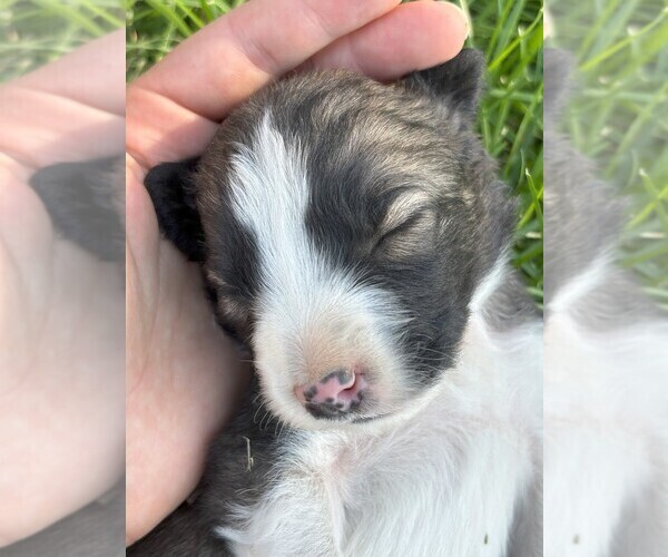 Medium Photo #2 Border Collie Puppy For Sale in MESA, WA, USA