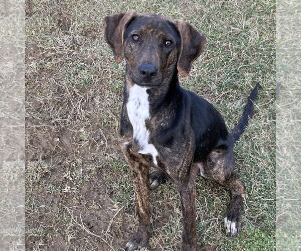 Medium Photo #3 Beagle-Plott Hound Mix Puppy For Sale in Batavia, OH, USA