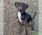 Small #2 Beagle-Plott Hound Mix