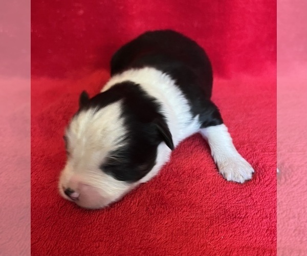 Medium Photo #3 Miniature Australian Shepherd Puppy For Sale in FORT MORGAN, CO, USA