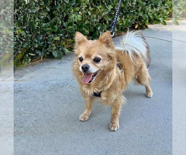 Medium Photo #3 Chiranian Puppy For Sale in Mission Viejo, CA, USA