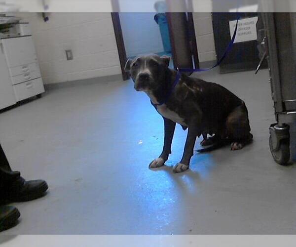 Medium Photo #1 American Pit Bull Terrier Puppy For Sale in Fayetteville, NC, USA