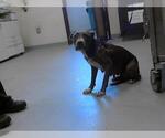 Small American Pit Bull Terrier