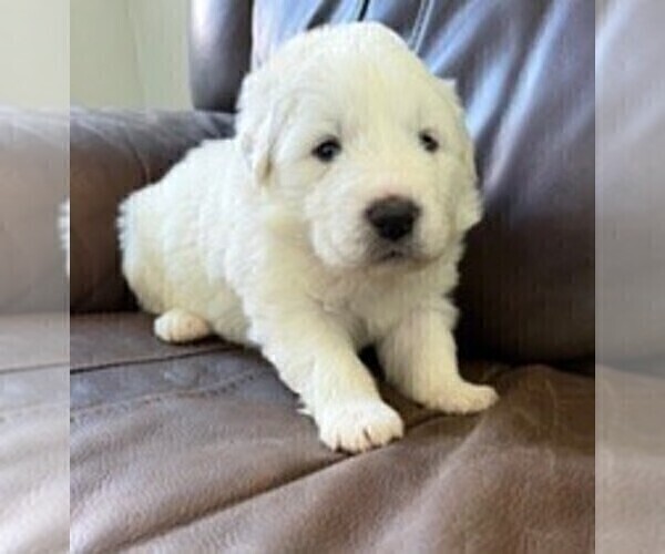 Medium Photo #3 Great Pyrenees Puppy For Sale in CORY, IN, USA