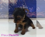 Small #5 Yorkshire Terrier