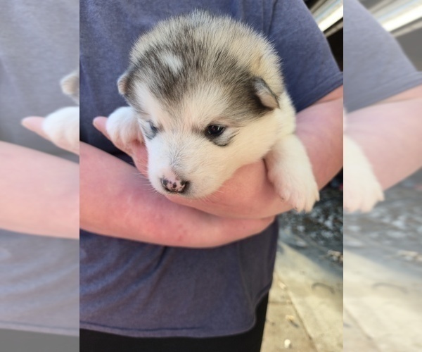 Medium Photo #10 Alaskan Malamute Puppy For Sale in CRIVITZ, WI, USA