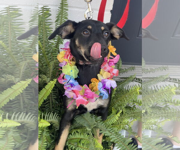 Medium Photo #23 Rat Terrier-Unknown Mix Puppy For Sale in Mount Laurel, NJ, USA