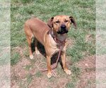 Small #5 Black Mouth Cur Mix