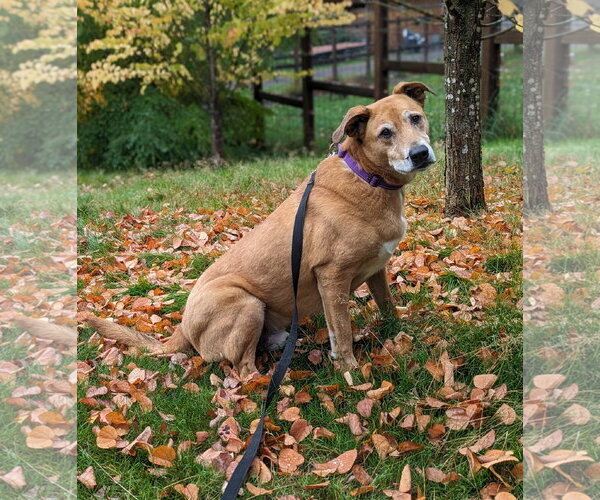 Medium Photo #5 Retriever -Unknown Mix Puppy For Sale in Bellevue, WA, USA