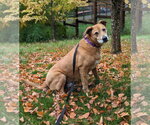 Small #4 Retriever  Mix