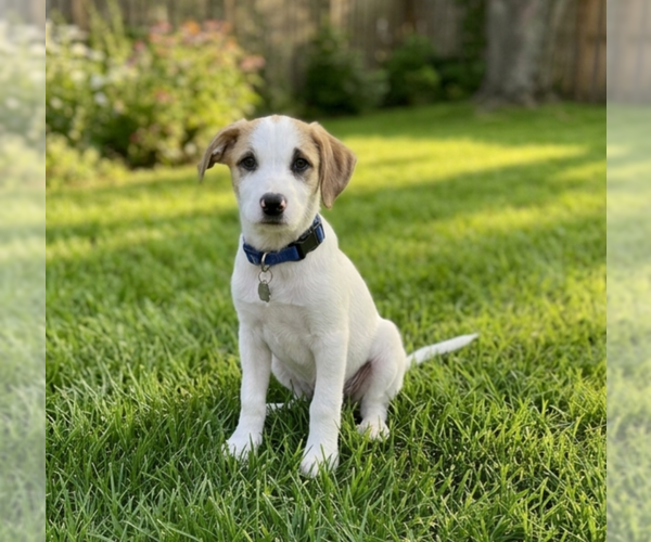 Medium Photo #1 Labrenees Puppy For Sale in Genesee, WI, USA