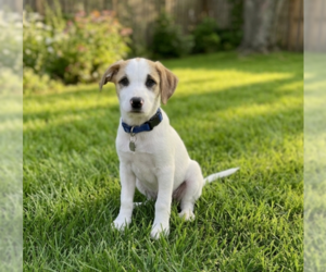 Labrenees Dogs for adoption in Genesee, WI, USA