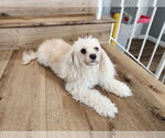 Small #4 Cavapoo
