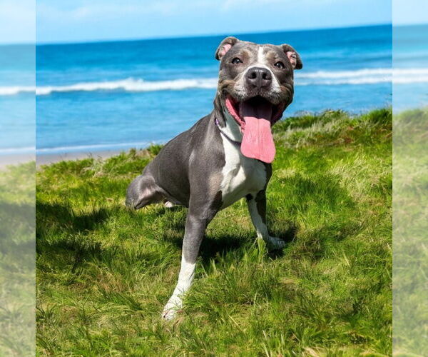 Medium Photo #4 American Pit Bull Terrier Puppy For Sale in Glen Allen, VA, USA