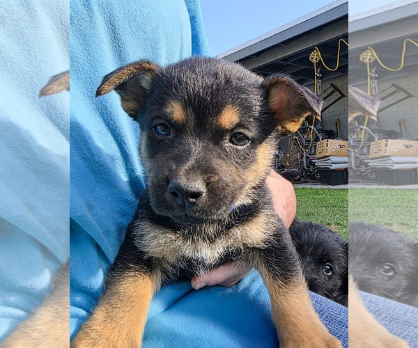 Medium Photo #6 Mutt Puppy For Sale in Corona, CA, USA