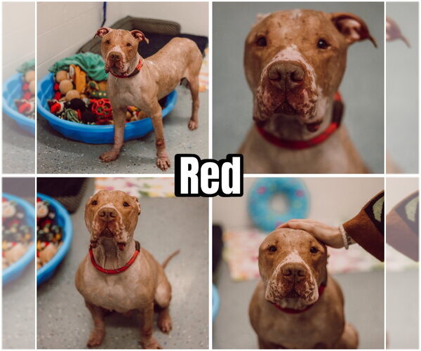 Medium Photo #3 American Staffordshire Terrier Puppy For Sale in Pierceton , IN, USA