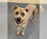 Phoenix - Male Mutt Dog for Adoption - Small photo