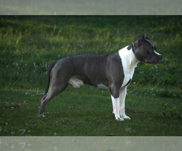 Medium Photo #1 American Staffordshire Terrier Puppy For Sale in STOCKBRIDGE, MI, USA