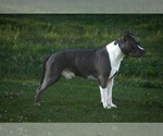 Small Photo #1 American Staffordshire Terrier Puppy For Sale in STOCKBRIDGE, MI, USA