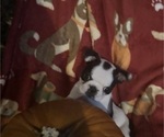 Small #2 Faux Frenchbo Bulldog