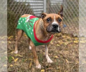 Boxer-Unknown Mix Dogs for adoption in Modesto, CA, USA