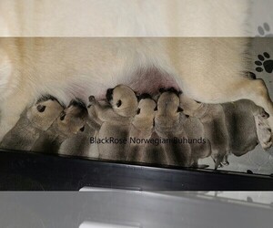 Norwegian Buhund Puppy for sale in GR BLANC, MI, USA